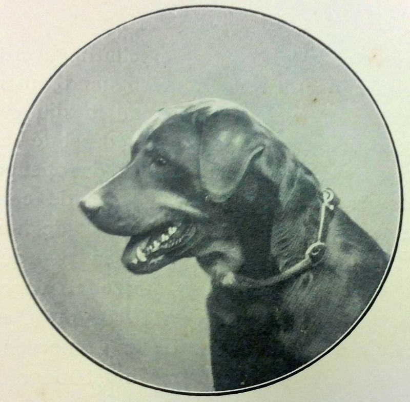 rottweiler 1875