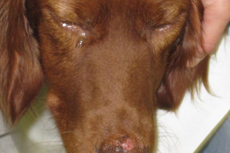Antibraakmiddel helpt honden met leishmaniose overleven