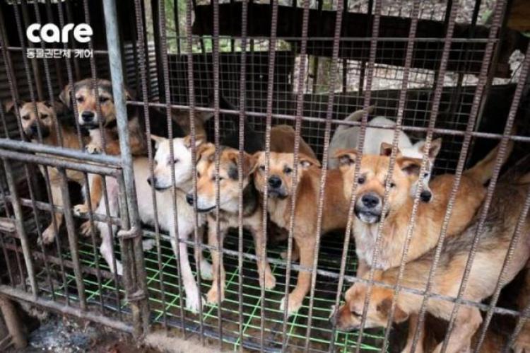 Koreaanse hondenhulporganisatie euthanaseerde honderden "geredde" honden