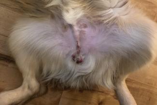 Hormoontherapie bij gecastreerde honden voor herstel gezondheid