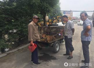 Stad Yulin: "Er is geen hondenvleesfestival"