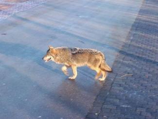 Weer een wolf gespot in Nederland
