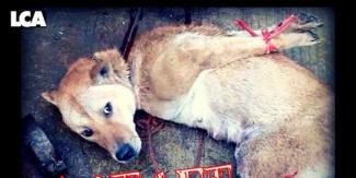 BokNal, 5 miljoen honden jaarlijks naar de slachtbank in Zuid Korea