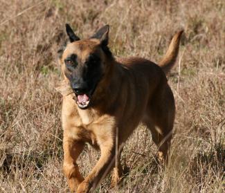 Honden getraind om Covid-19 te detecteren in mensen