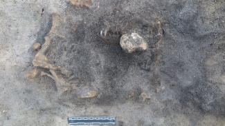 Hondengraf van 8400 jaar gevonden