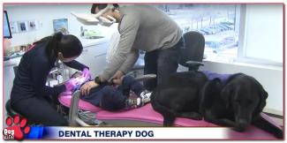 Even voorstellen: de tandarts-therapiehond!