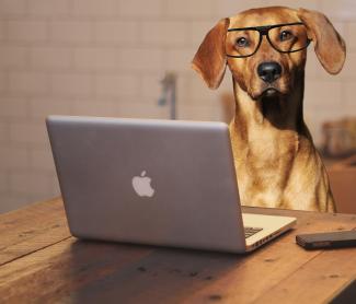 Online honden trainen, ben jij er geschikt voor?