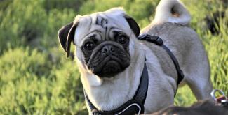 NVWA geeft handvatten voor naleven fokverbod kortsnuitige honden