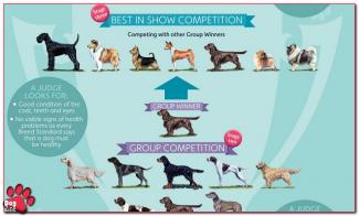 Crufts: extra controle voor Best of Breeds