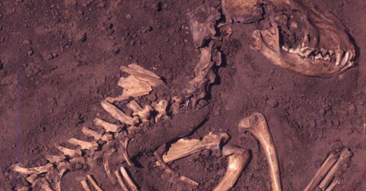 Oudste graven van honden in Amerika ontdekt