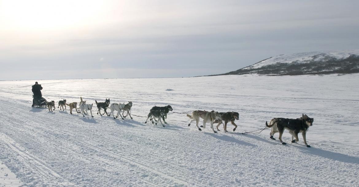 Iditarod-legende na drugsaanklacht niet aan de start in 2018