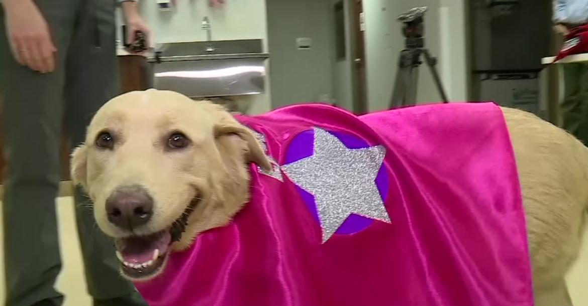 Hond krijgt donornier van eigen pup