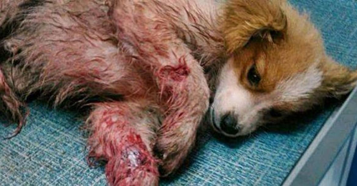 Ongelukkig schot of moedwillige moordpoging op pup door secretaris kennelclub van Montenegro