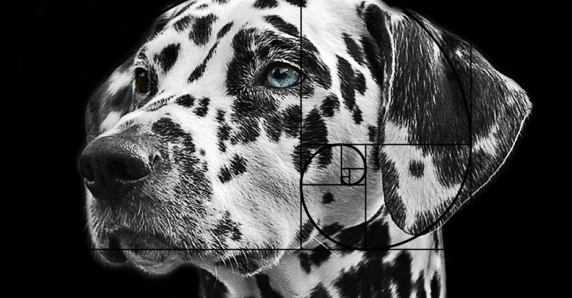 Wetenschap: Dalmatier is mooiste hond