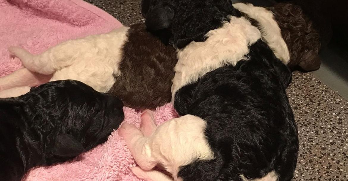 Eerste nest F3 pups geboren bij de wetterhoun!