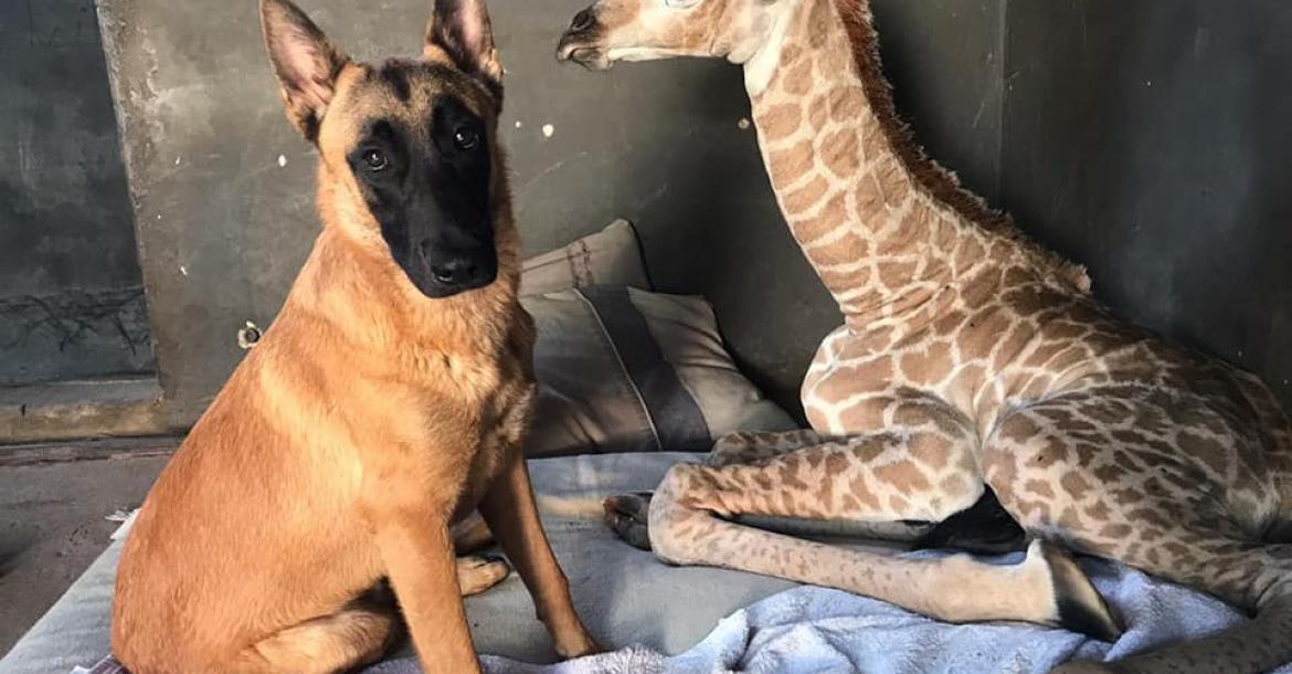 Hond blijft tot het einde bij stervend giraffe-vriendje