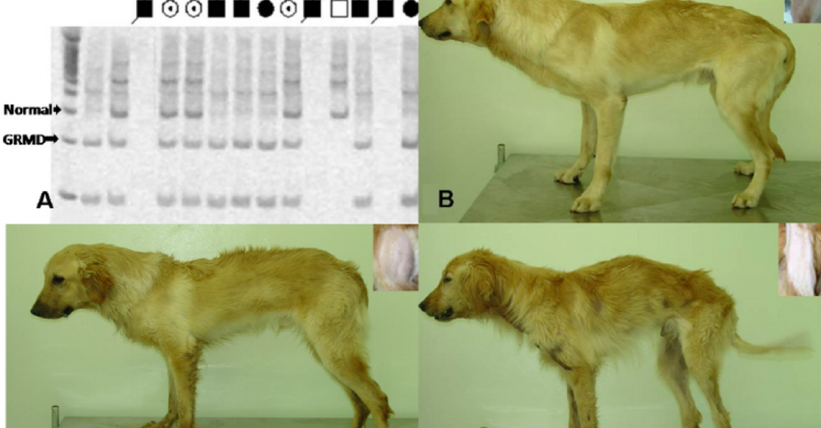 Genen-kniptechniek helpt honden met erfelijke ziekte DMD