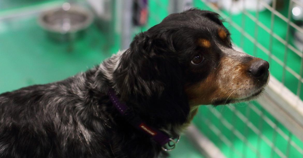 Crufts dag 2 en 3: the show must go on