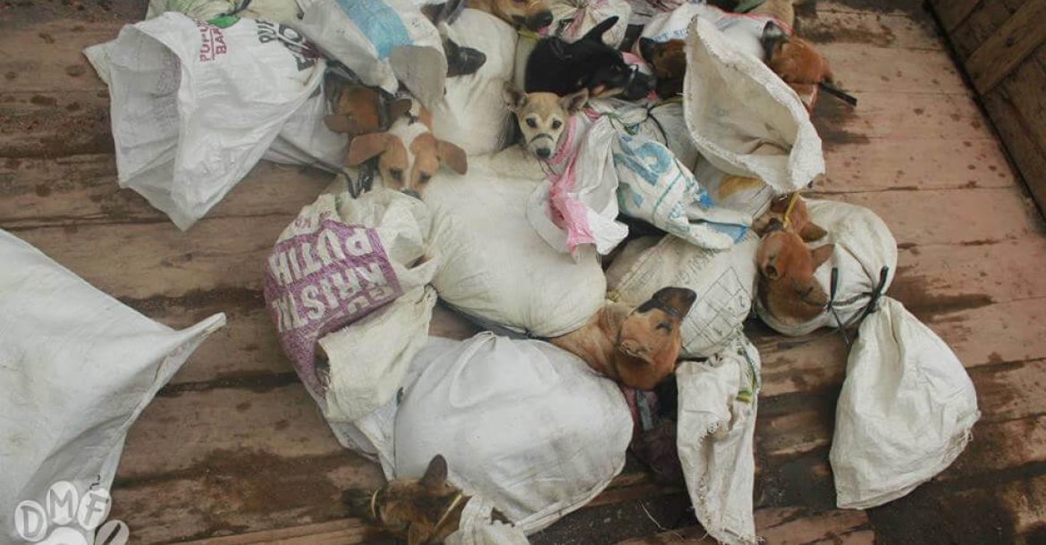 Druk op gouverneur om hondenvleeshandel op Java te stoppen