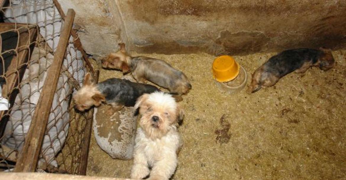 Dierenartsen: geen meldplicht illegale pups