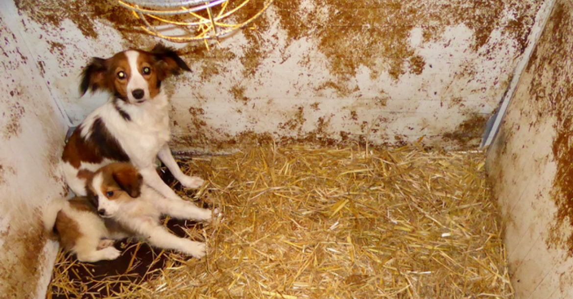 Brabantse hondenhandelaar opnieuw in de fout: 23 honden in beslag genomen