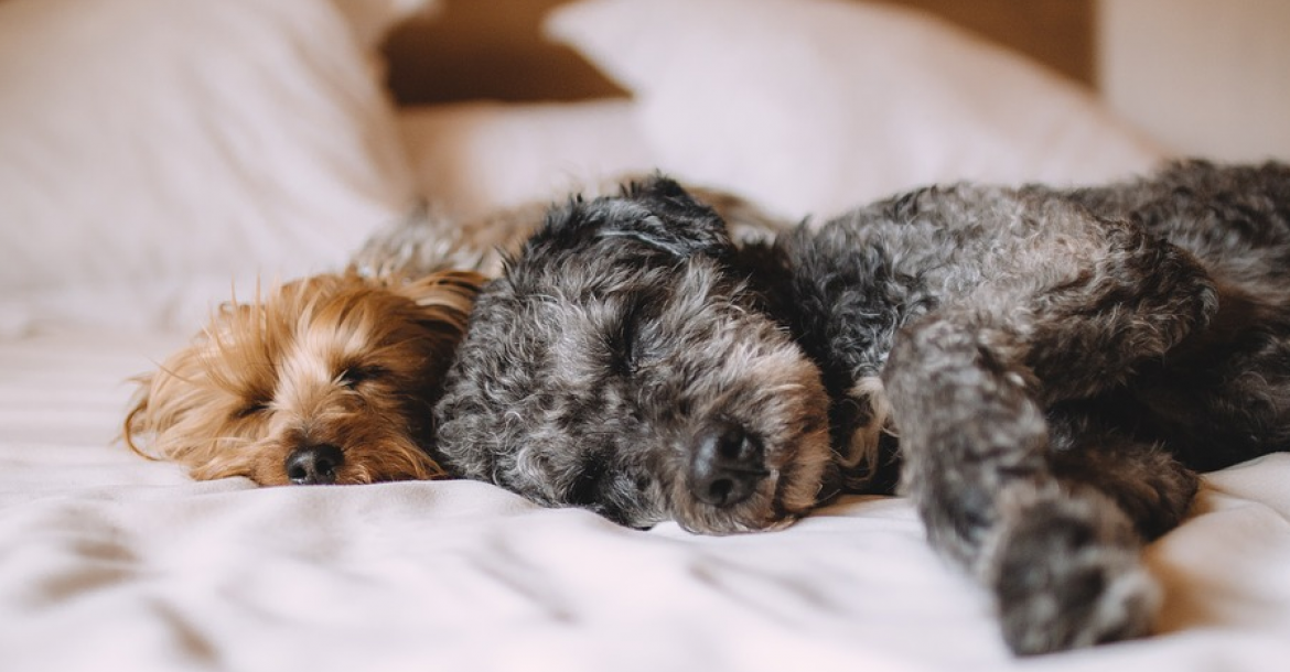 Hond op je bed helpt patiënten met chronische pijn