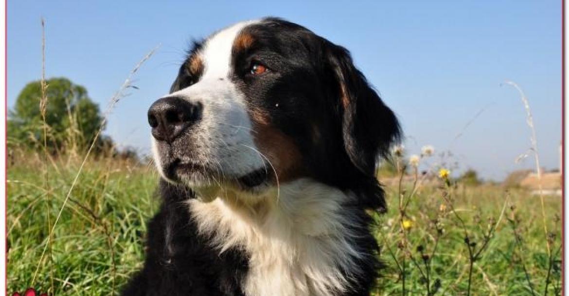 Zwitsers onderzoek: helft Berner Sennenhonden overlijdt aan kanker