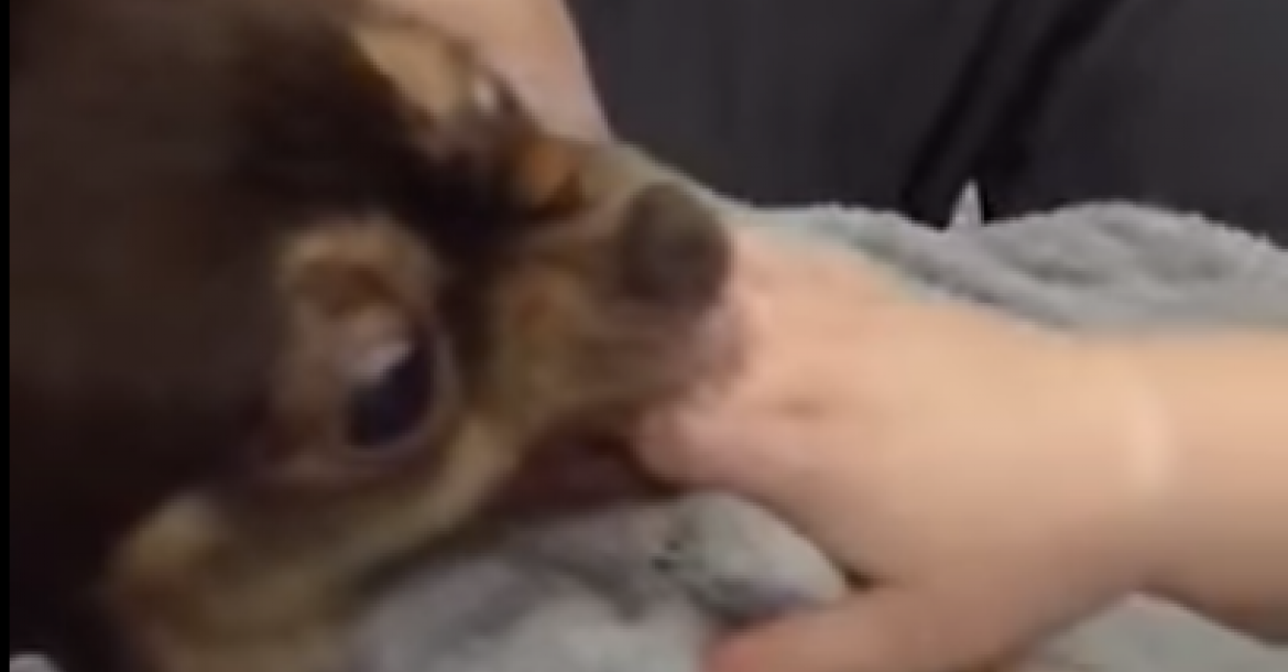 Youtube helpt onderzoek naar hondenbeten
