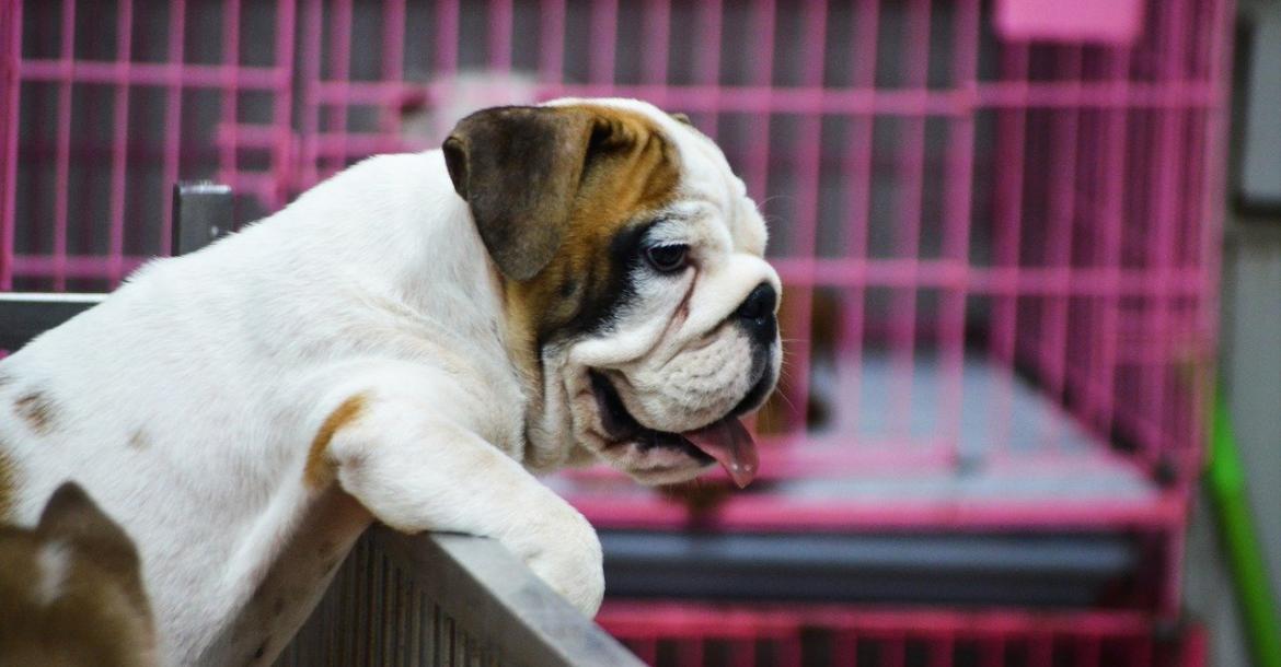 Omstreden hondenimporteur komt weg met 270.000 euro boete en verbeurdverklaring