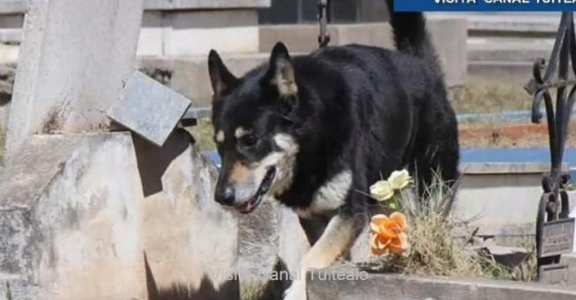 Hond sterft na 12 jaar op graf van baas