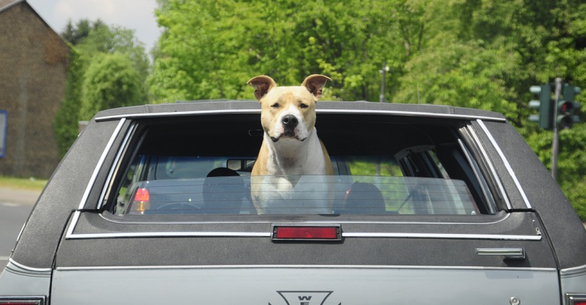 risico op gewrichtsproblemen bij honden door SUV's