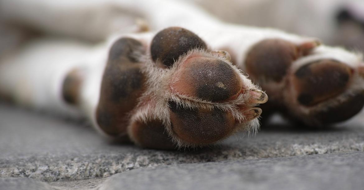 Oorzaak zieke honden in Noorwegen nog onbekend