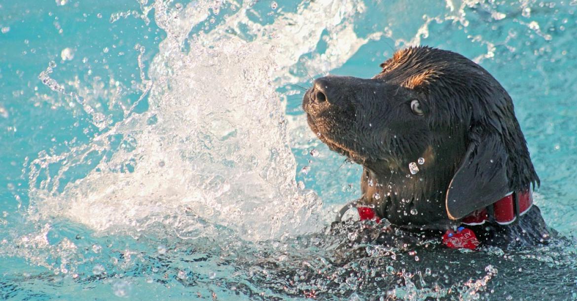 Hond ruikt druppel benzine in zwembad