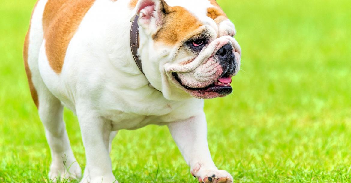 The Kennel Club: update fokplan voor de Bulldog