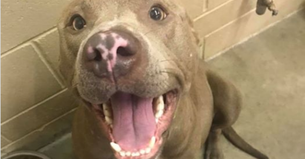 Euthanasie van bevallende hond in Texas zorgt voor commotie