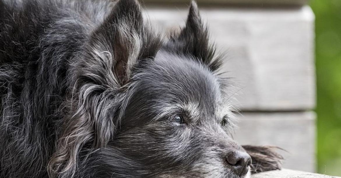 Ook honden krijgen grijze haren door stress