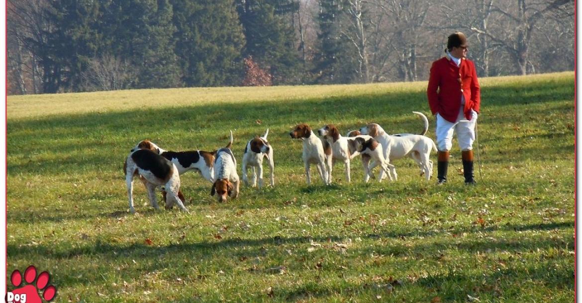 Rundertuberculose treft honden in Verenigd Koninkrijk