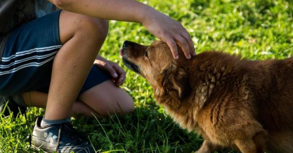 Hondeneigenaren herkennen dreigsignalen tussen hond en kind heel slecht