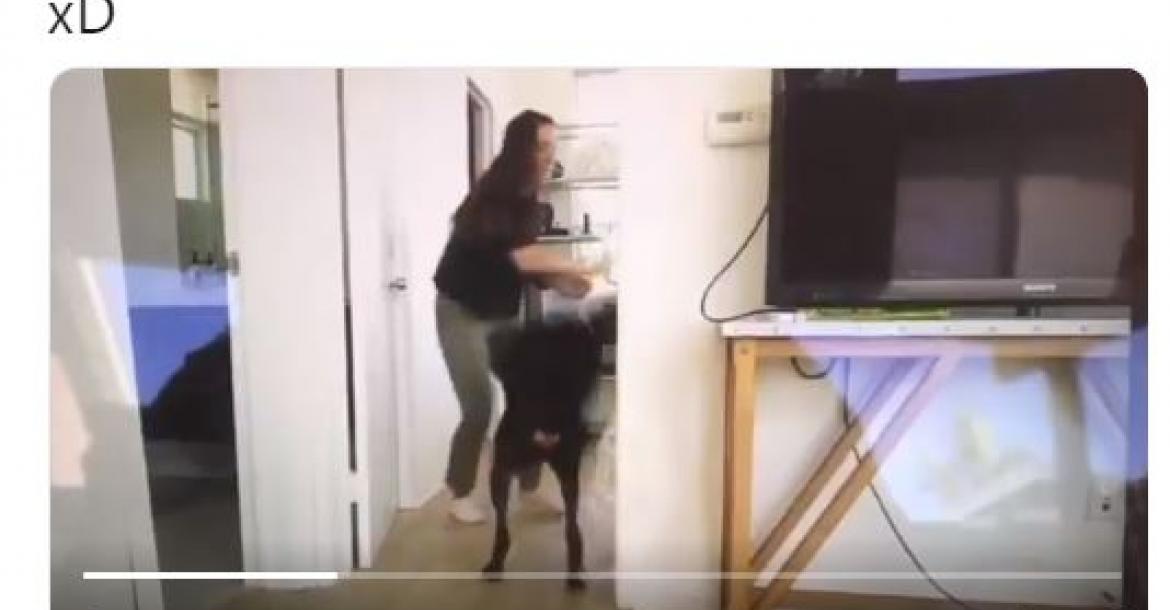 Steeds vaker "leuke"mishandeling honden op instagram en youtube