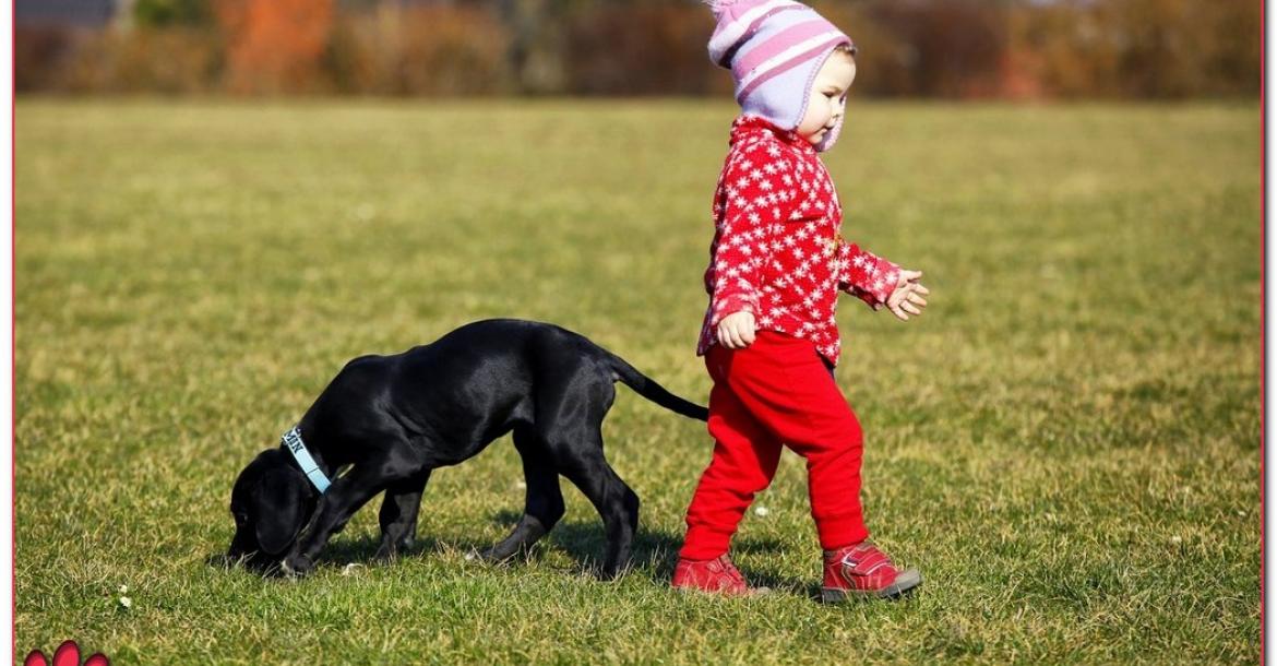 Honden en kleine kinderen, sociaal lijken ze sterk op elkaar