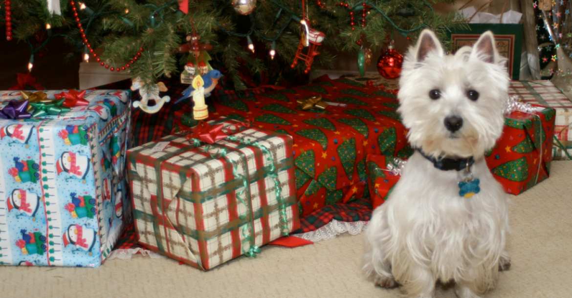 Hond is reddende engel bij vervelende kerstfamilie