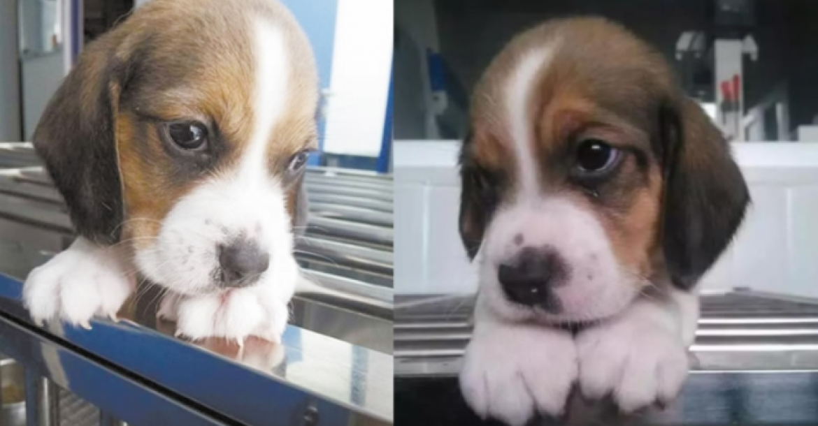 China: klonen van genetisch gemanipuleerde honden voor medisch onderzoek
