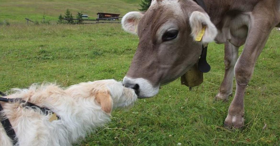 Hond kan gevaar opleveren voor koe