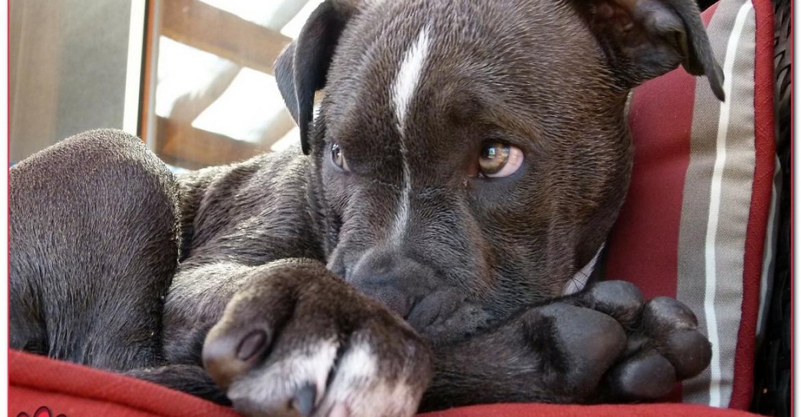 Ban op Pitbull in Montreal, honderden honden naar vroegtijdige dood