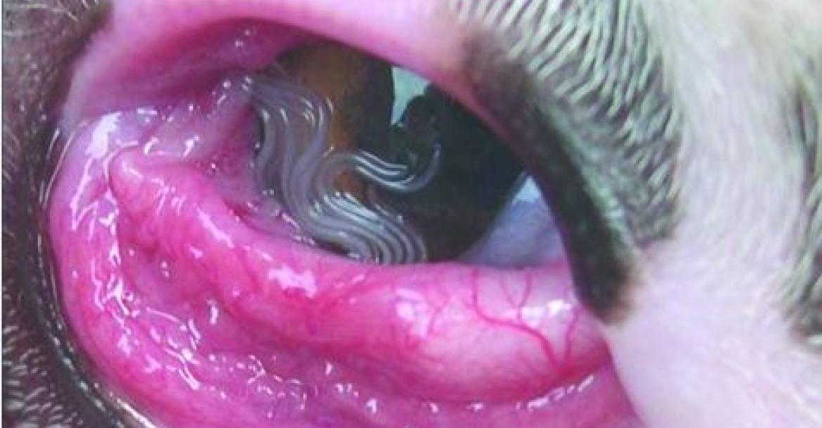 Oogworm maakt steeds meer slachtoffers onder honden