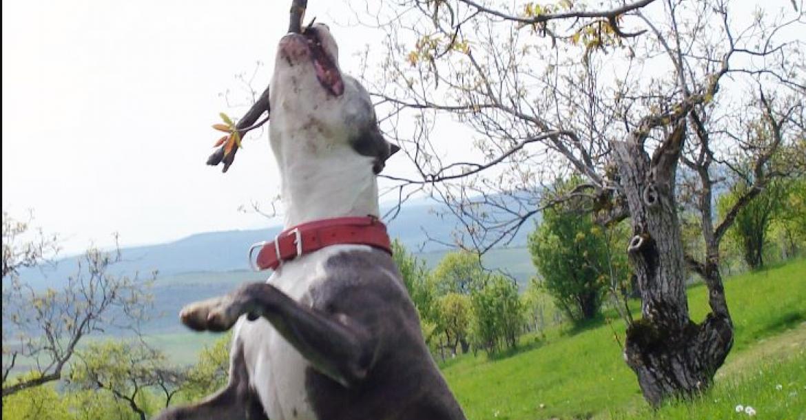 Hondenvechters trainen niet in openbare parken