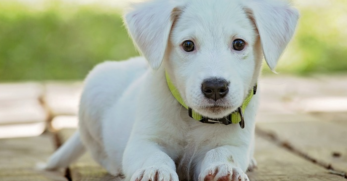 Pups enten tegen rabiës: nu vanaf 12 weken
