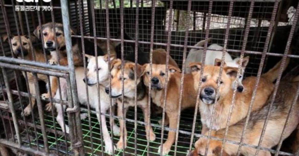 Koreaanse hondenhulporganisatie euthanaseerde honderden "geredde" honden