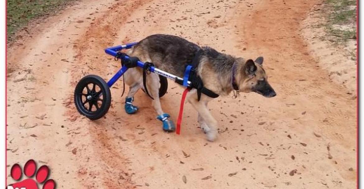 Eerste proeven bij honden met degeneratieve zenuwziekte biedt ook hoop voor mensen met ALS