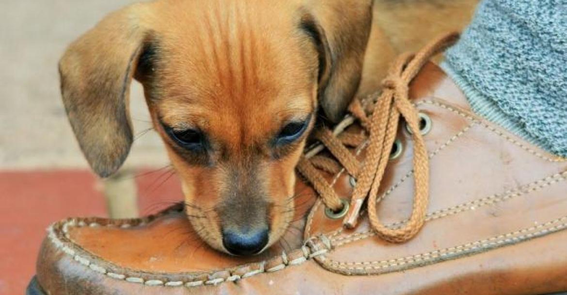 We denken langer na over schoenen dan over een pup